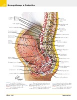 Frank H. Netter, MD - Atlas of Human Anatomy (6th ed ) 2014, page 435